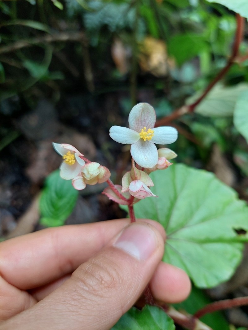 Begonia pedemontana photo 8
