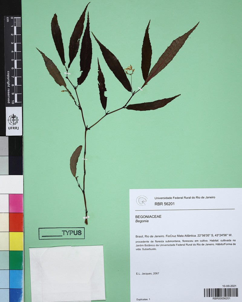 Begonia pedrabrancensis photo 2