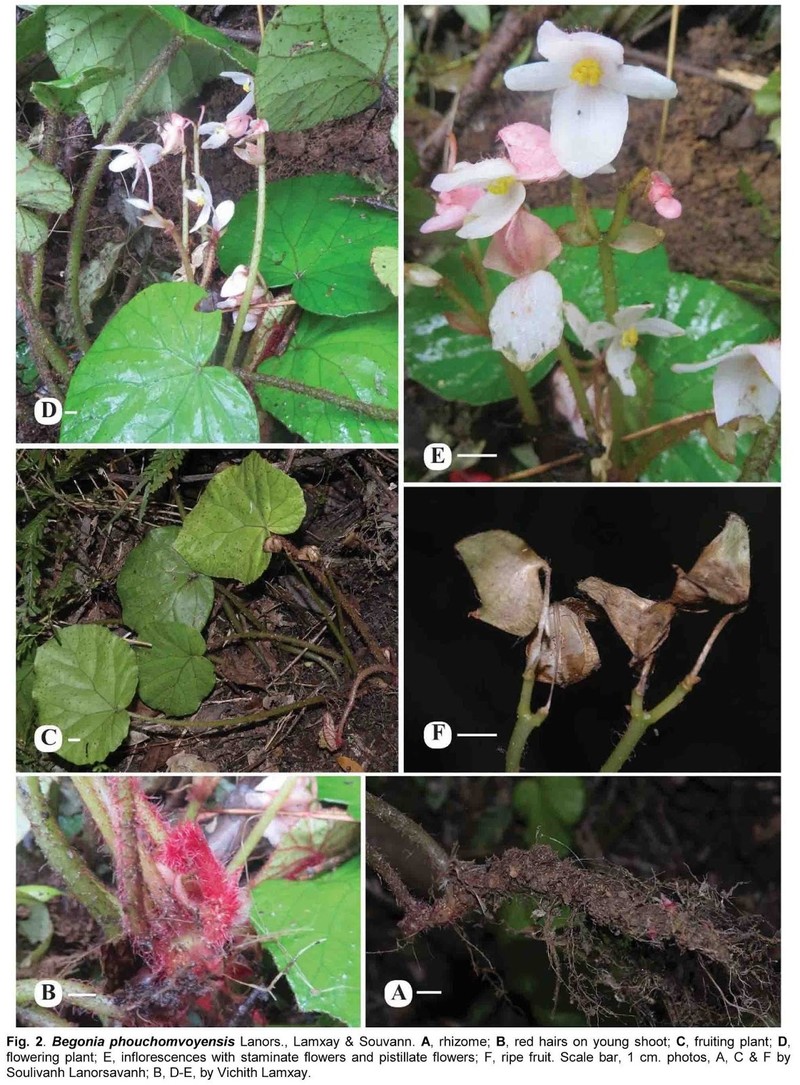 Begonia phouchomvoyensis photo 2