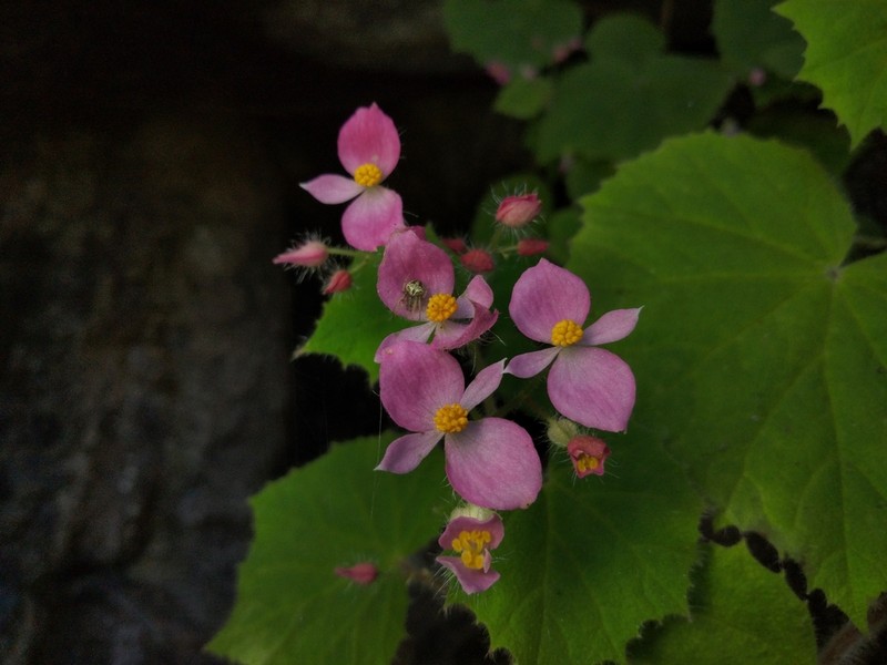 Begonia phutthaii