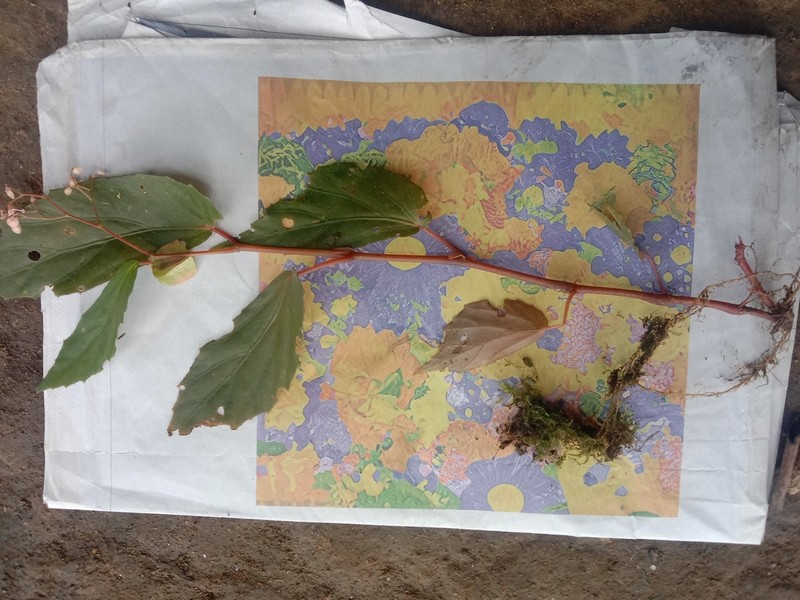 Begonia pinulon