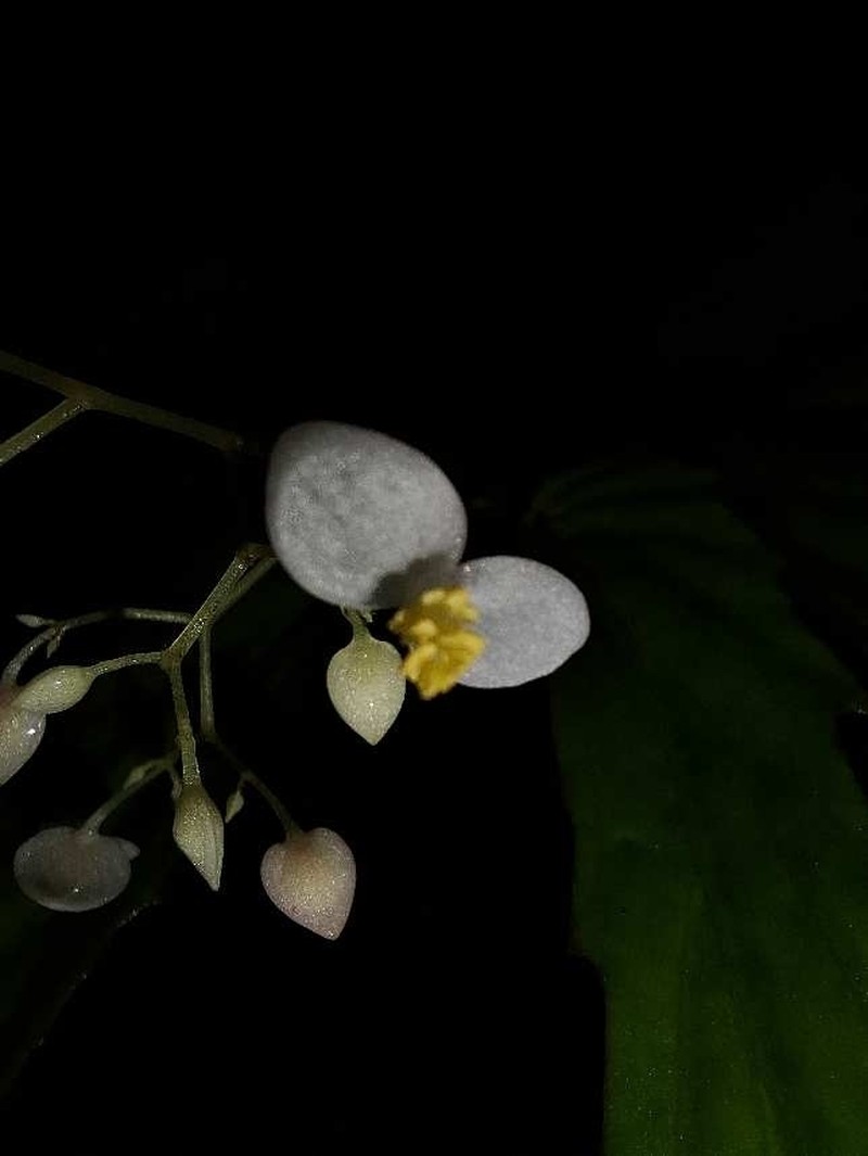 Begonia pinulon photo 2