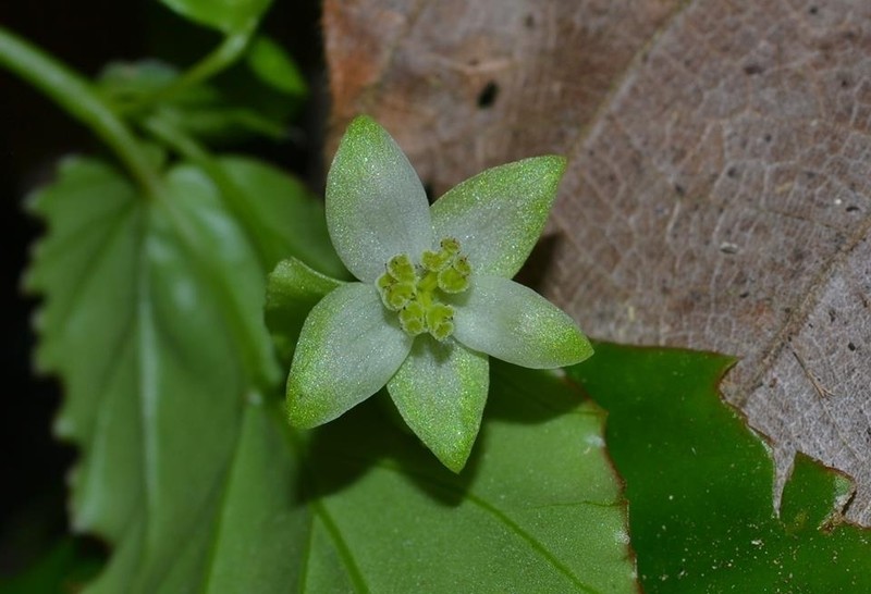 Begonia pinulon photo 3