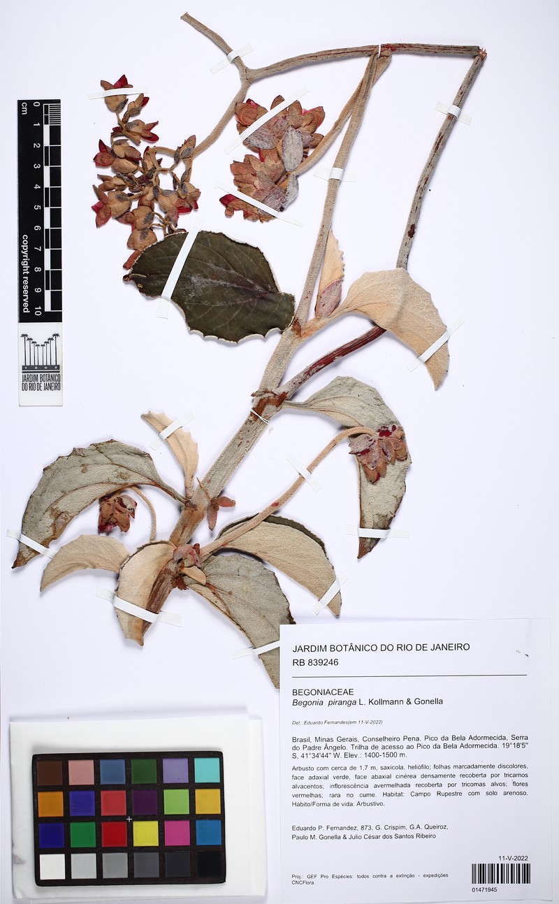 Begonia piranga