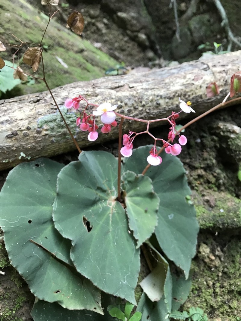 Begonia piraquara