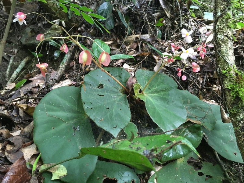 Begonia piraquara photo 2