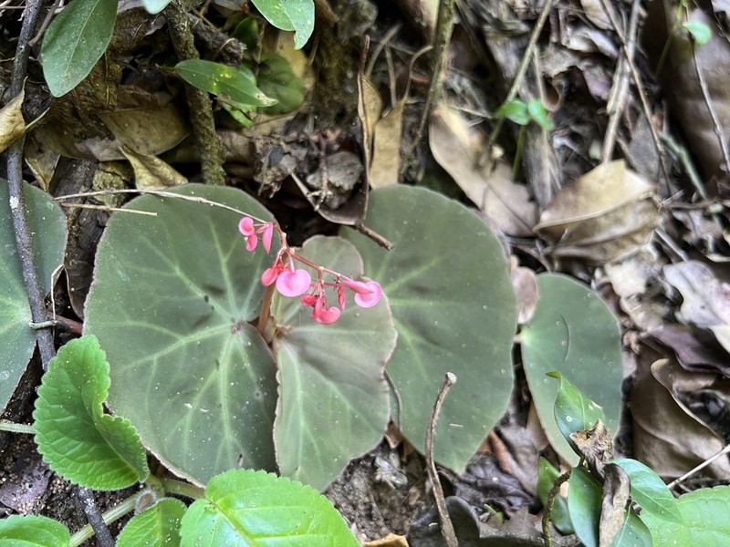 Begonia piraquara photo 3