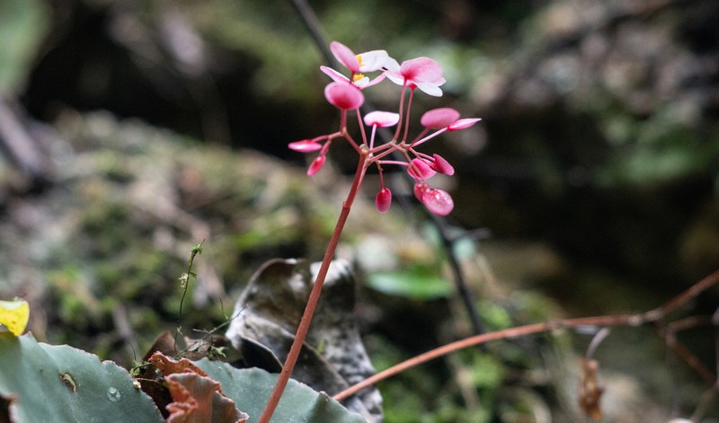 Begonia piraquara photo 5
