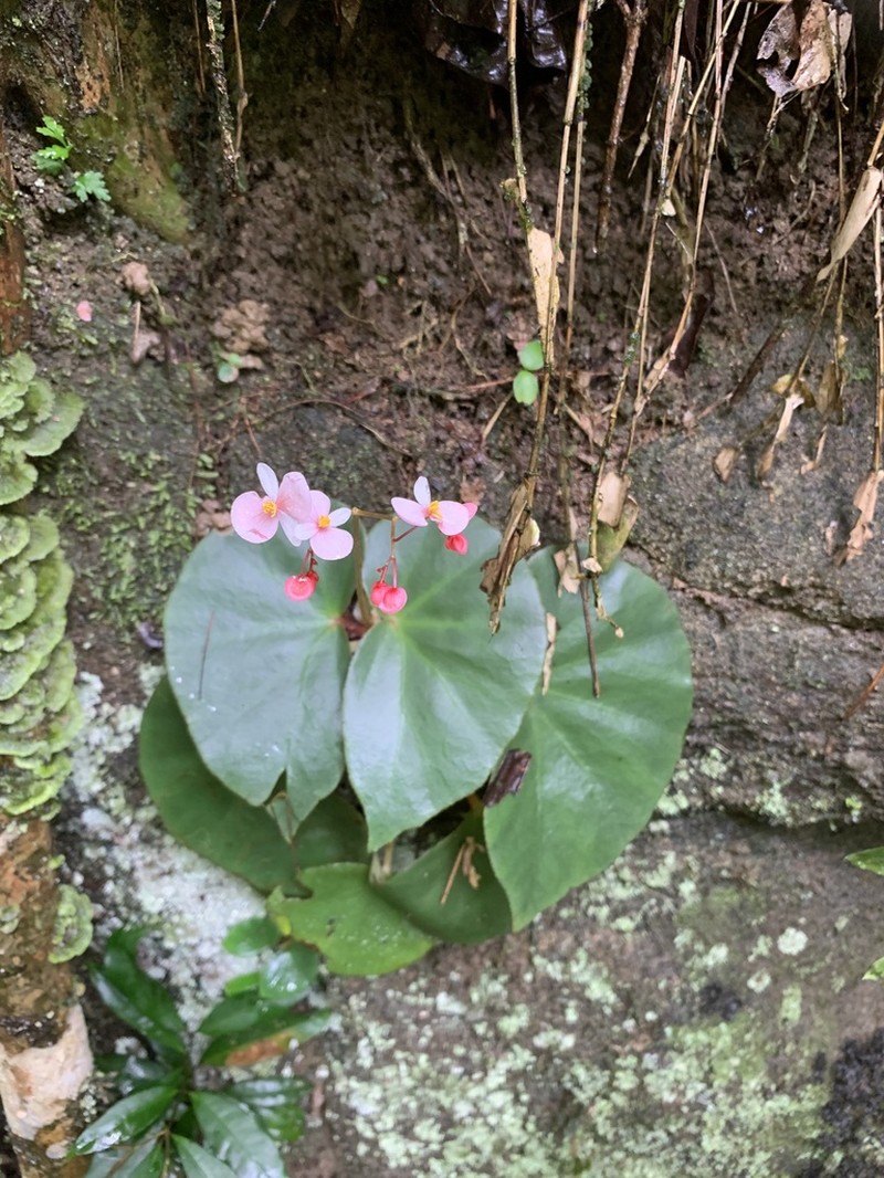 Begonia piraquara photo 6