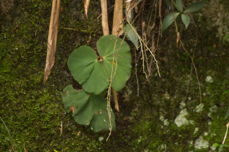 Begonia piraquara photo 7