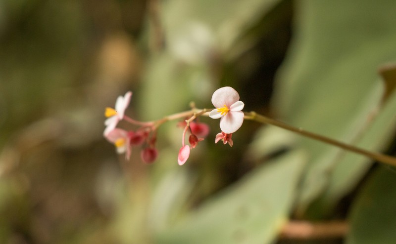 Begonia piraquara photo 8