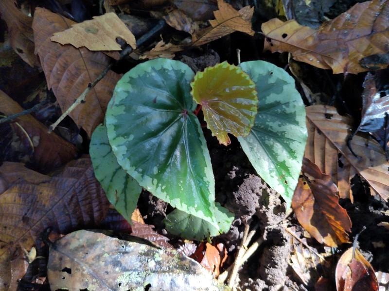 Begonia prasinimarginata photo 2