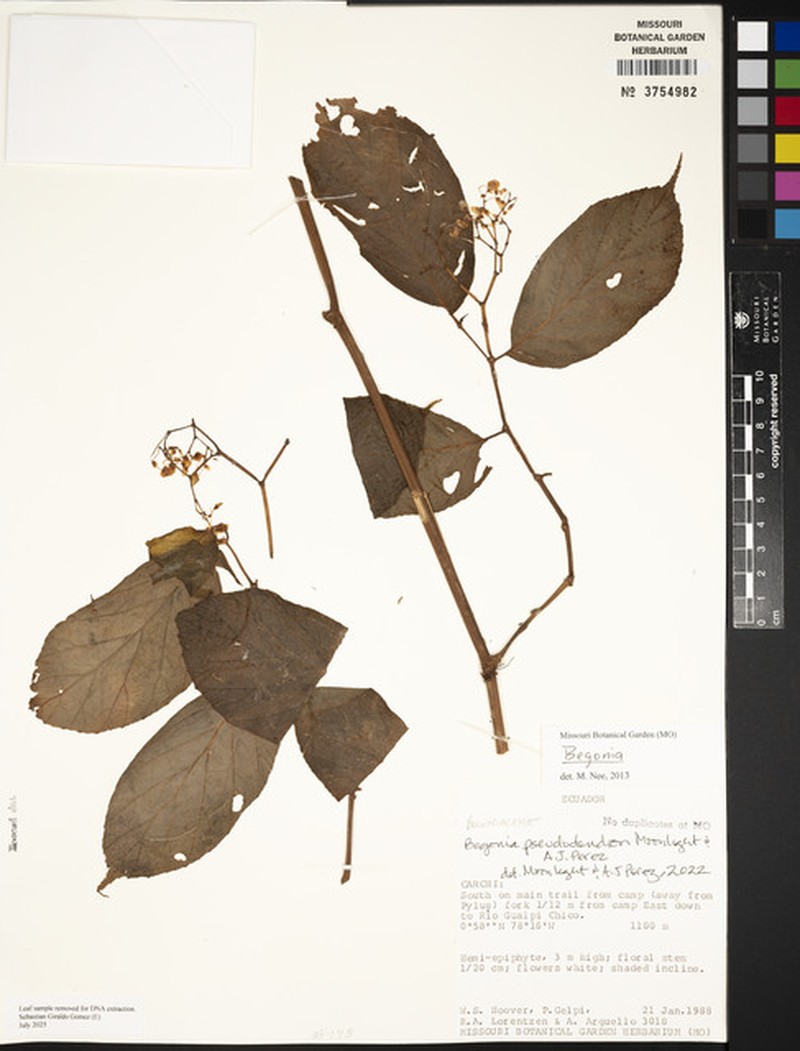Begonia pseudodendron