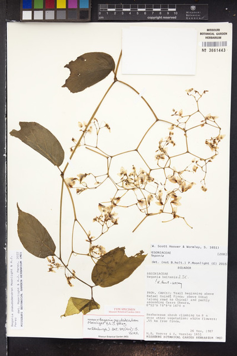Begonia pseudodendron photo 2
