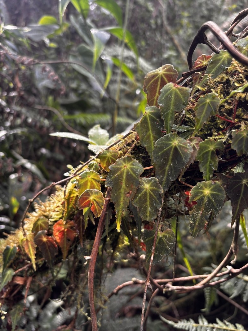 Begonia pseudomaurandiae