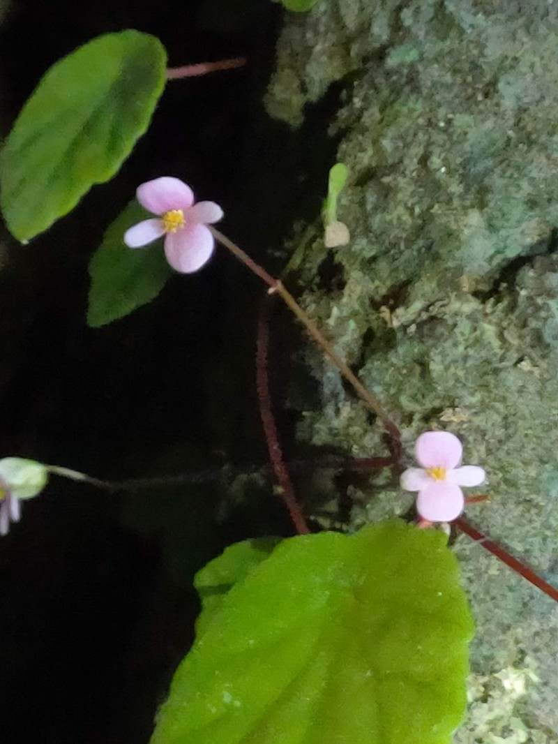 Begonia pseudosubperfoliata