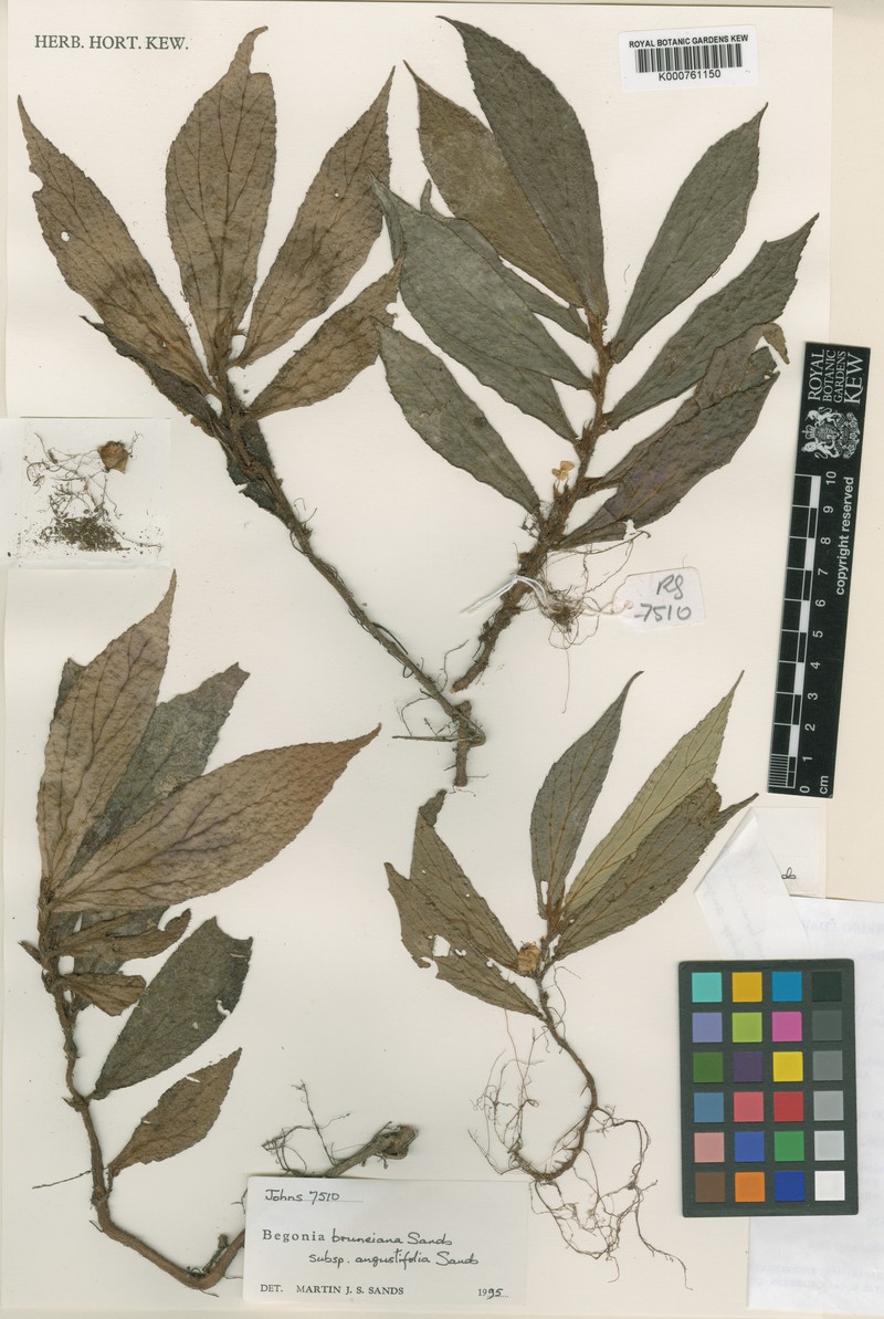 Begonia rambaiensis