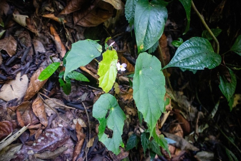 Begonia ranoposoensis
