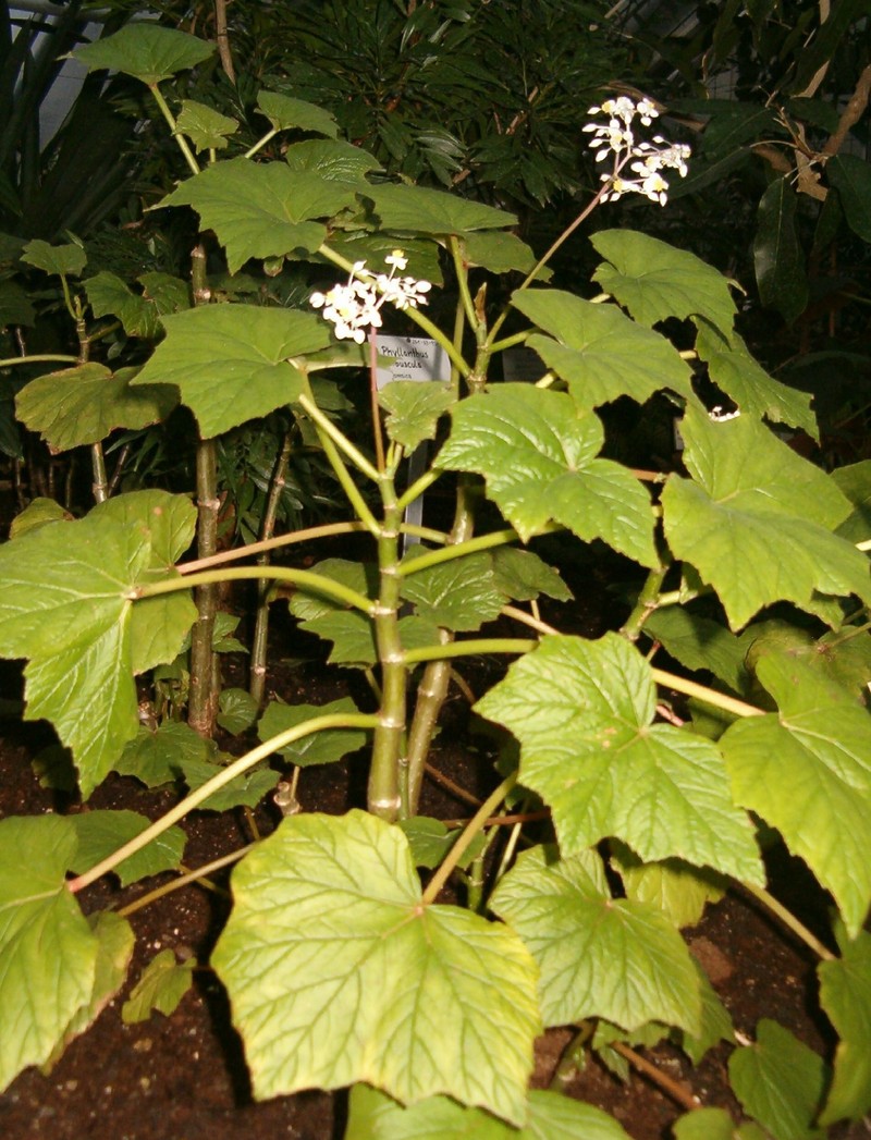 Grapeleaf Begonia photo 4