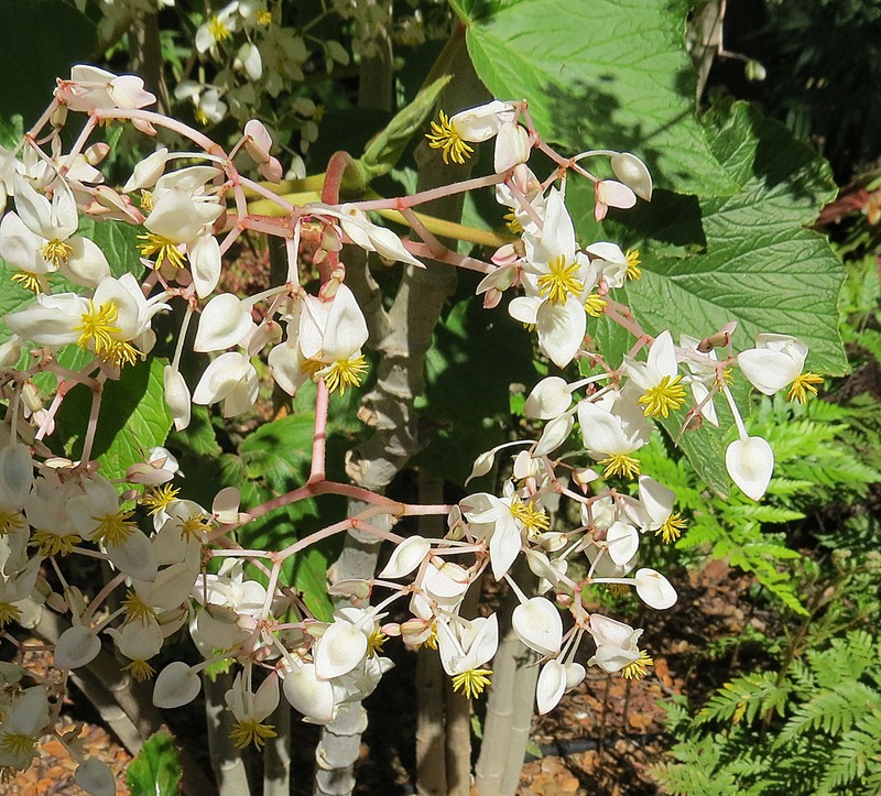 Grapeleaf Begonia photo 2