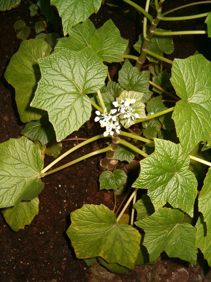 Grapeleaf Begonia photo 3