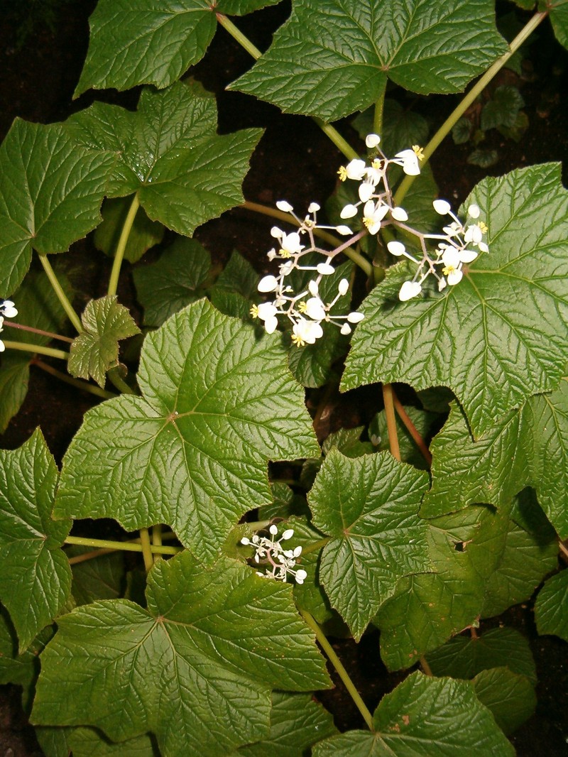 Grapeleaf Begonia