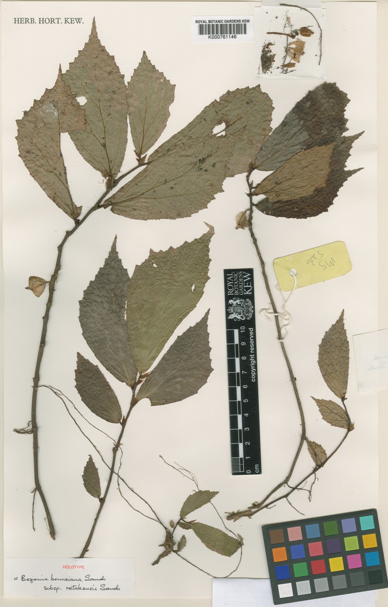 Begonia retakensis