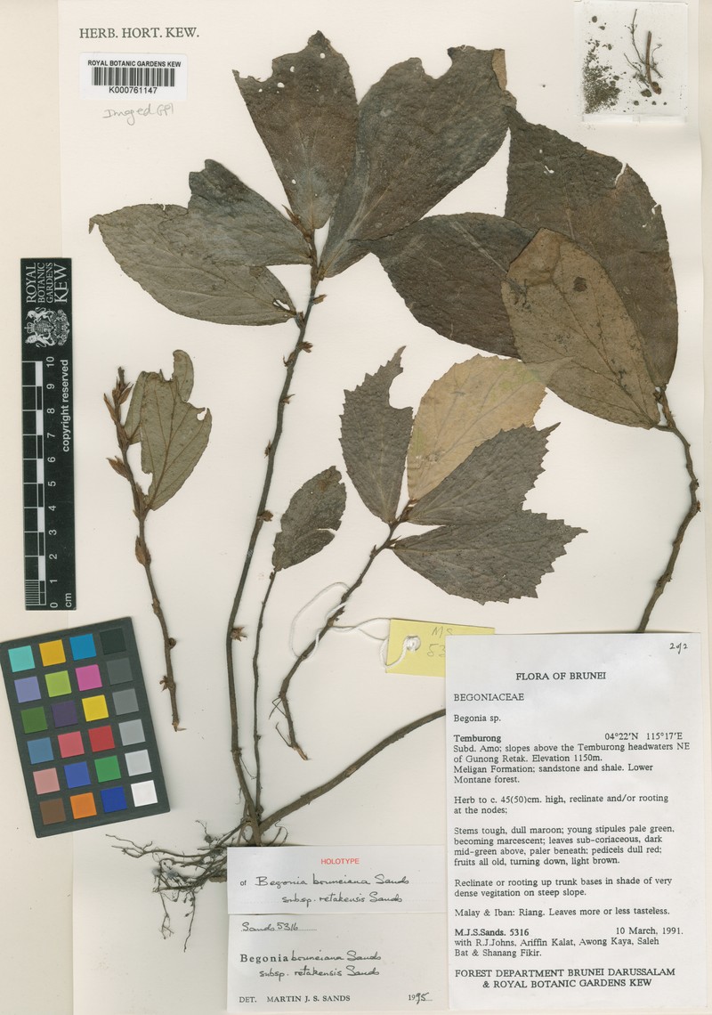 Begonia retakensis photo 2