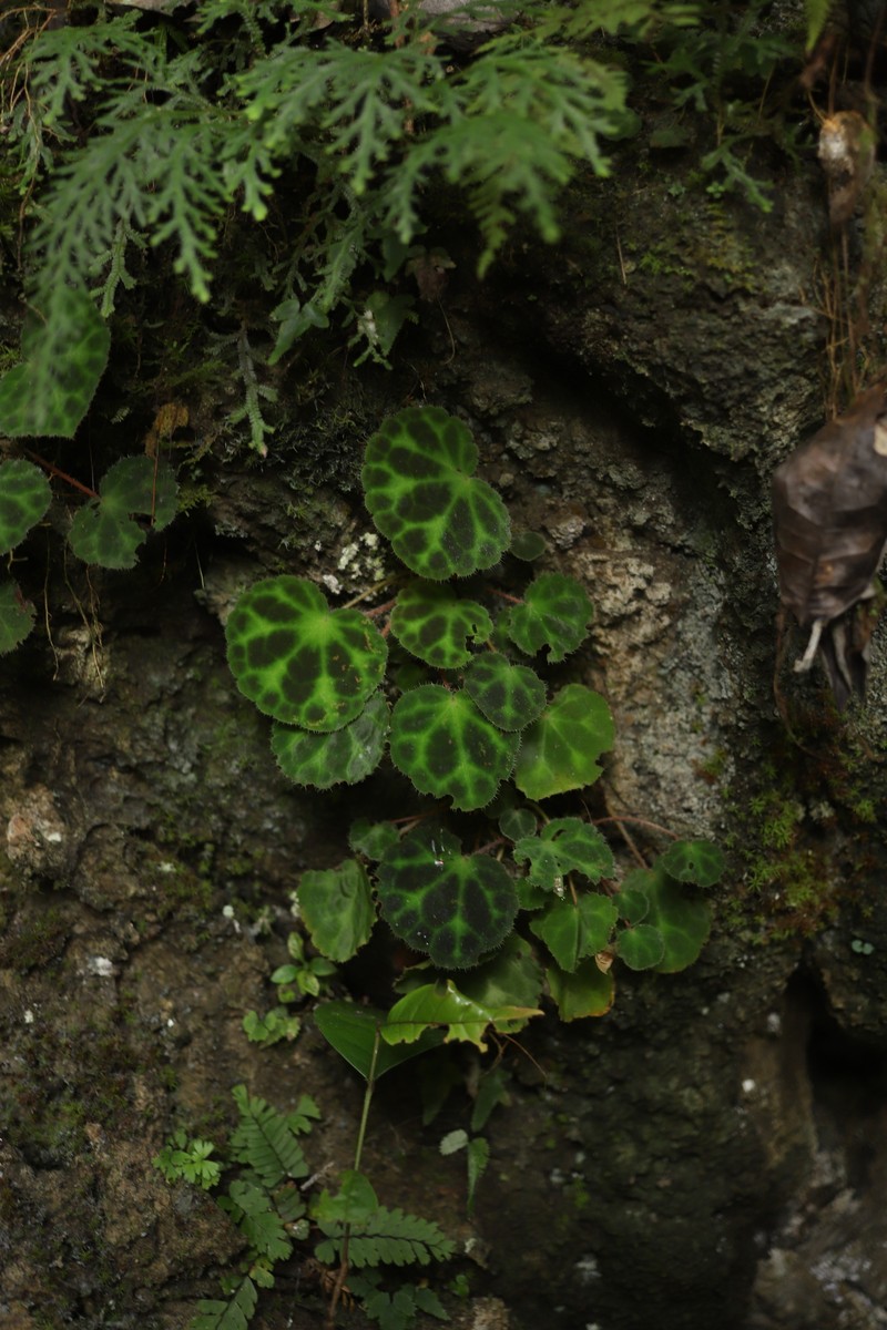 Begonia robii photo 3