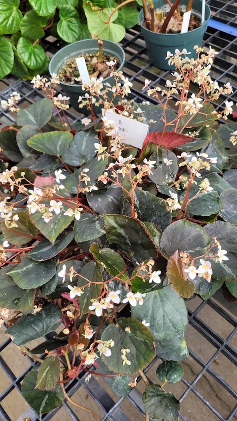 Begonia robii