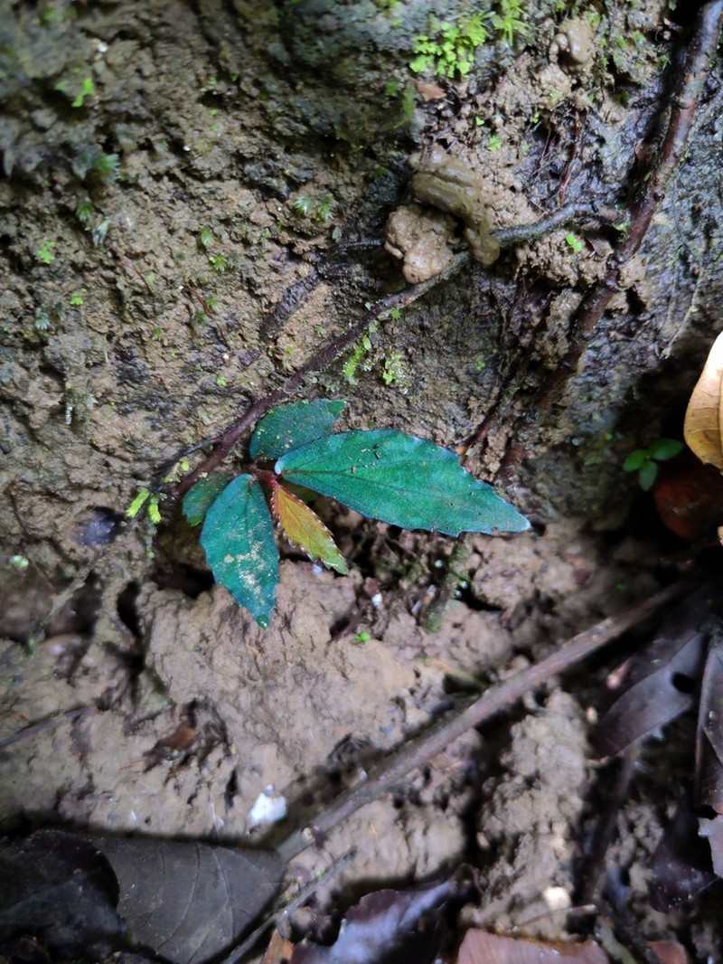 Begonia rotundibracteata