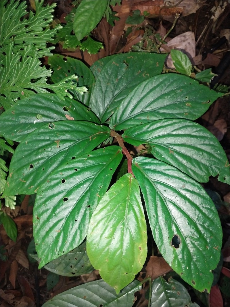 Begonia rotundibracteata photo 2