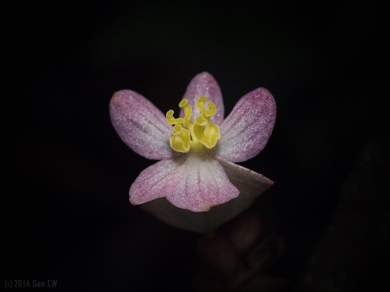 Begonia rotundibracteata photo 3