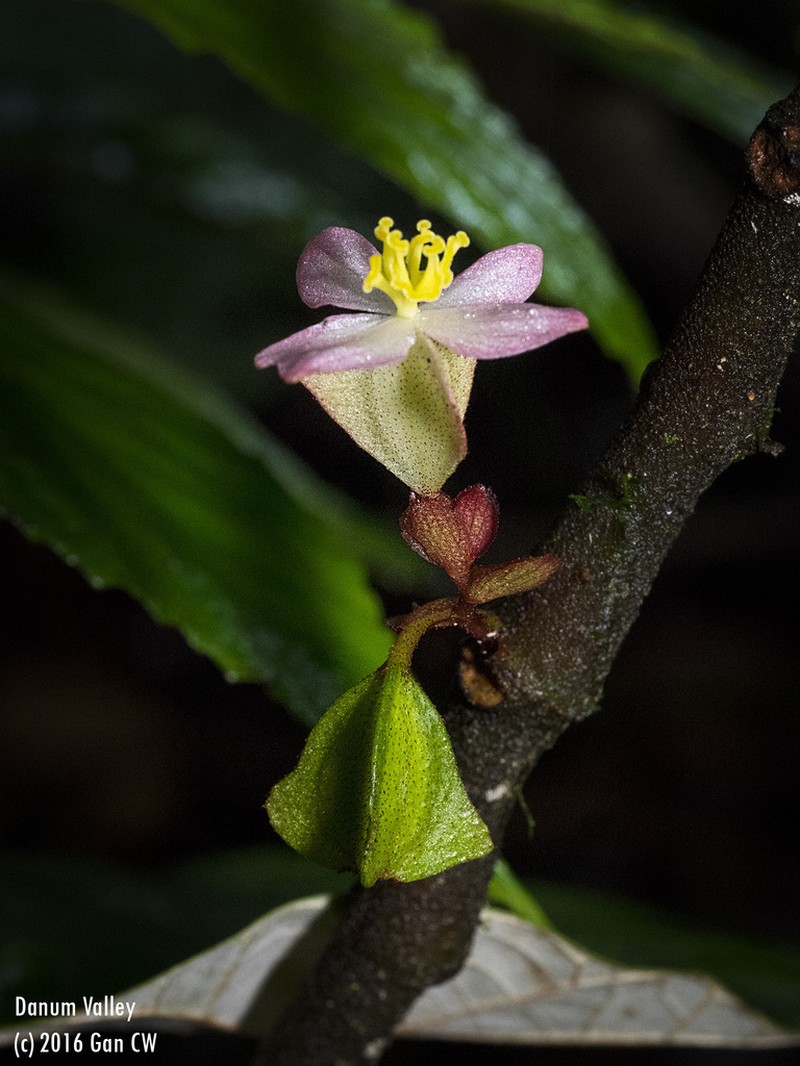 Begonia rotundibracteata photo 4