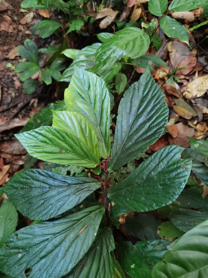 Begonia rotundibracteata photo 5