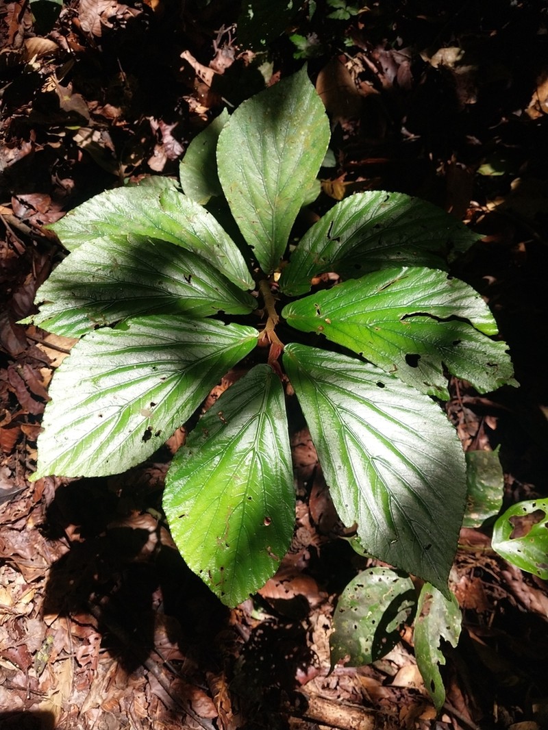 Begonia rotundibracteata photo 6