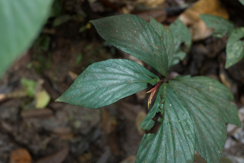 Begonia rotundibracteata photo 7
