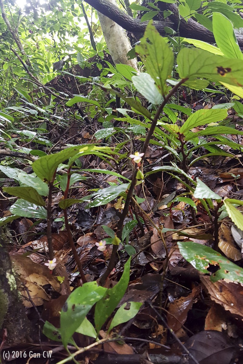 Begonia rotundibracteata photo 8