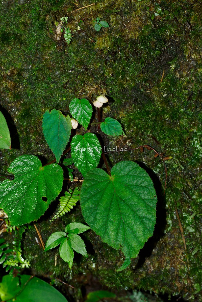 Begonia ruchengensis