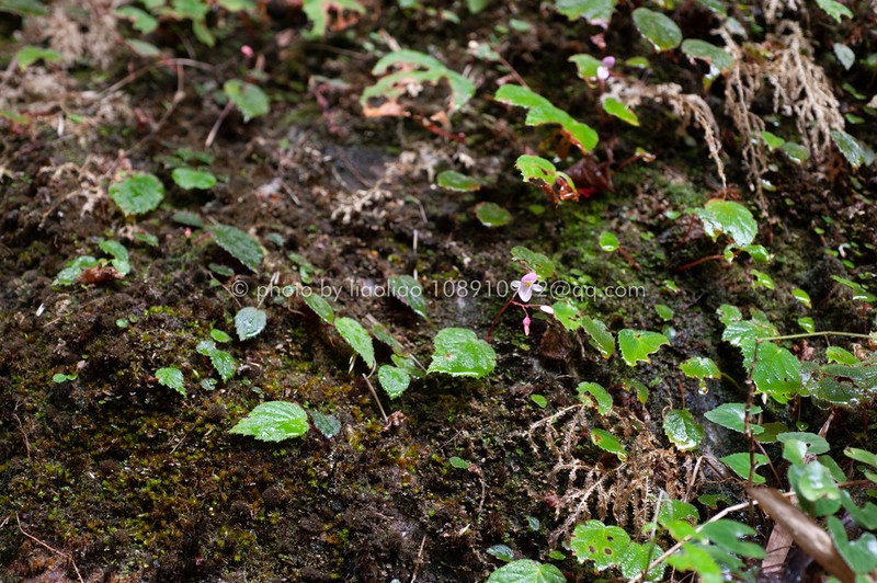 Begonia ruchengensis photo 2