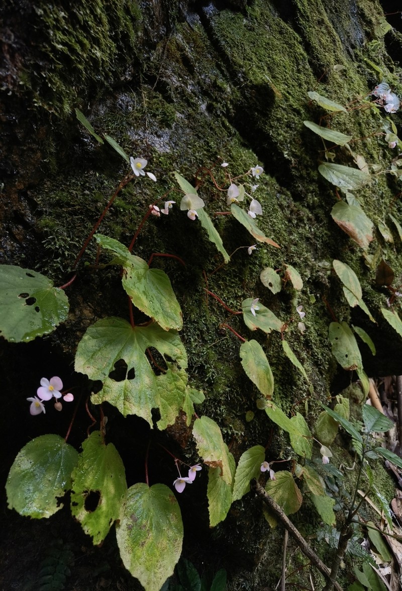 Begonia ruchengensis photo 3