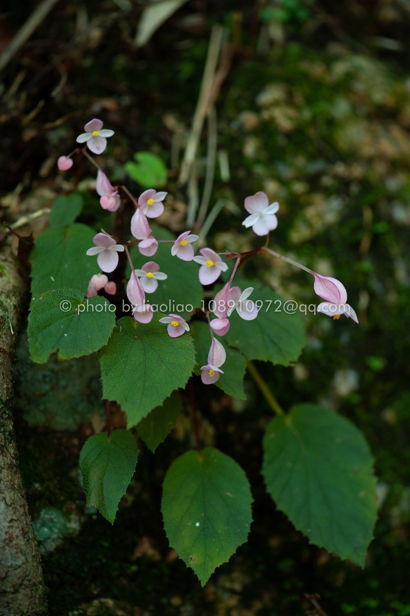Begonia ruchengensis photo 4