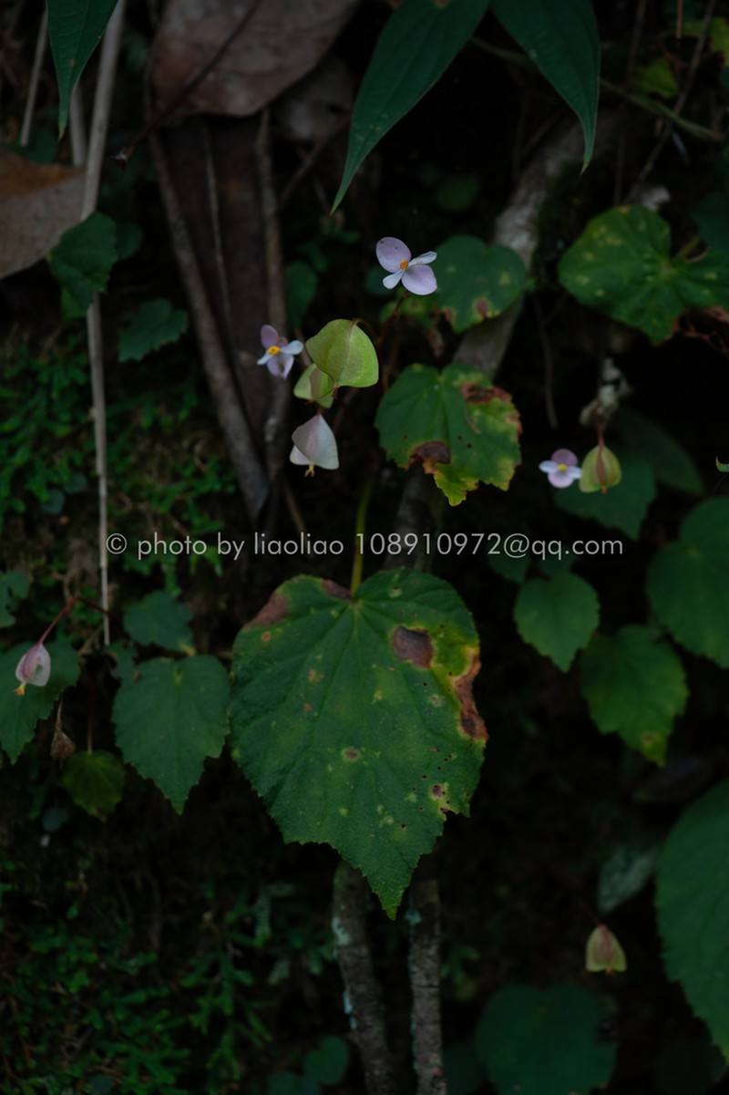 Begonia ruchengensis photo 5