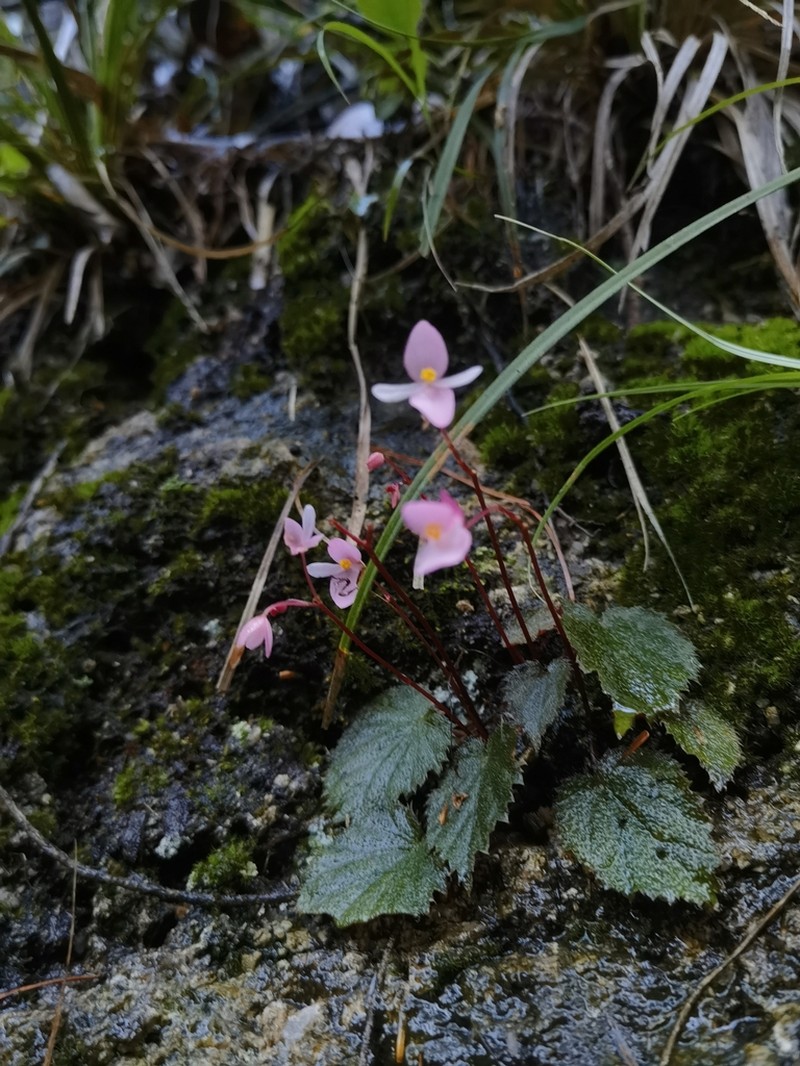 Begonia ruchengensis photo 6