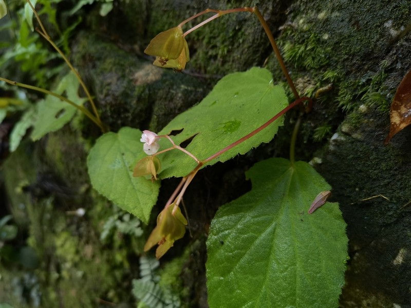 Begonia ruchengensis photo 7