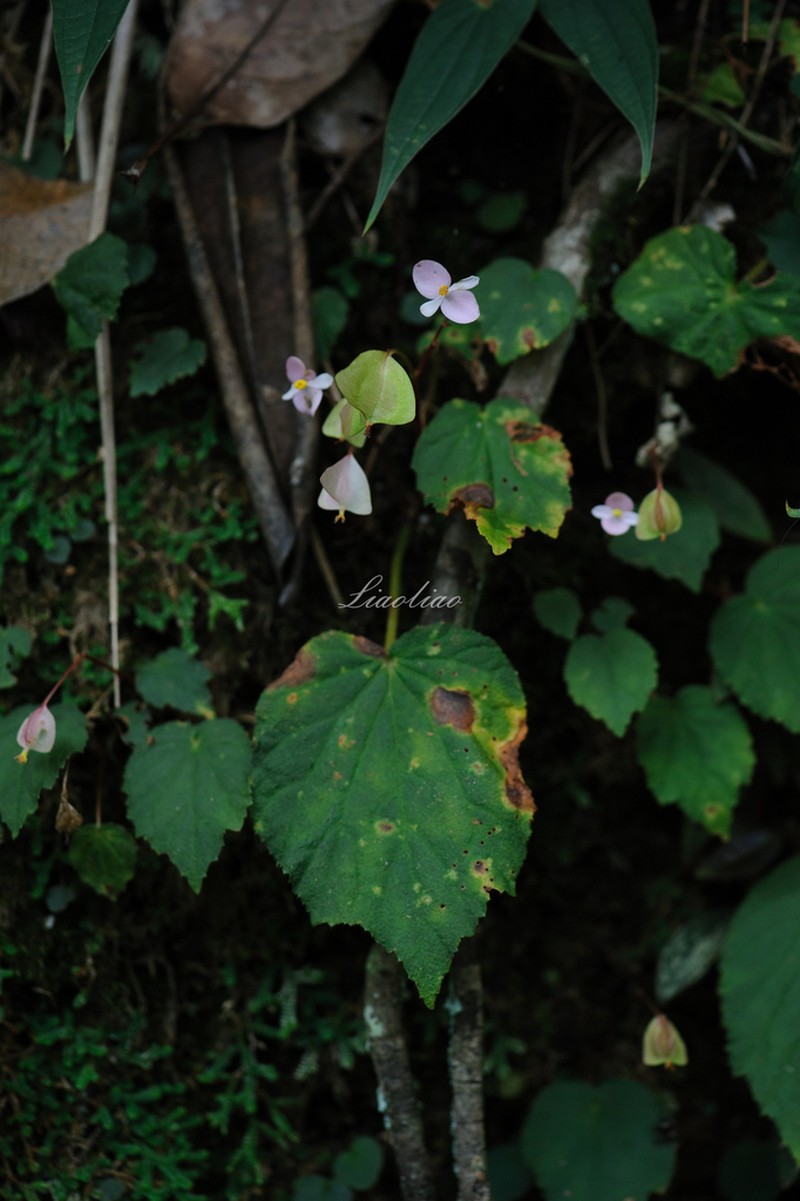 Begonia ruchengensis photo 8