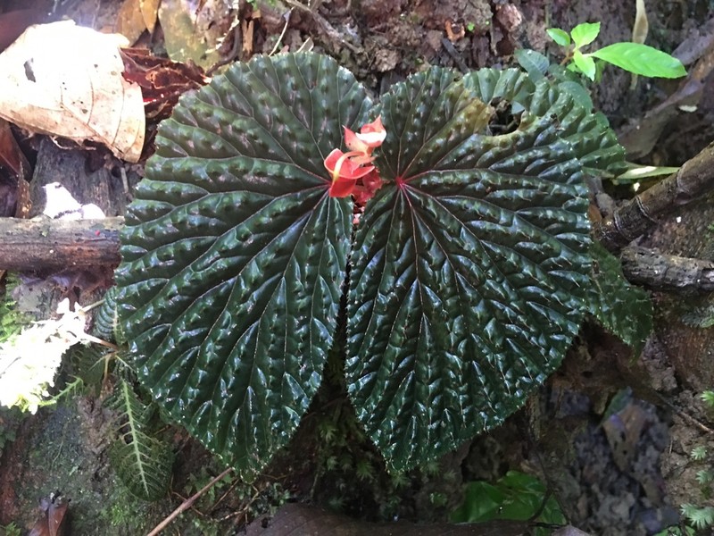 Begonia ruthiae
