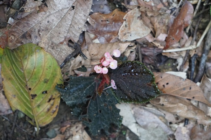 Begonia ruthiae photo 2