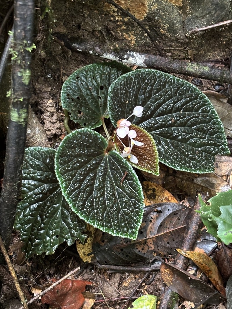 Begonia ruthiae photo 3