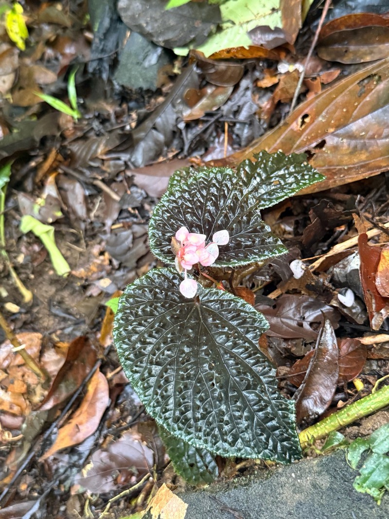 Begonia ruthiae photo 4